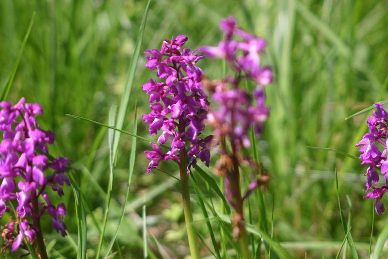 Les Orchidées sauvages... | Camping Dordogne 4 étoiles - Château le Verdoyer
