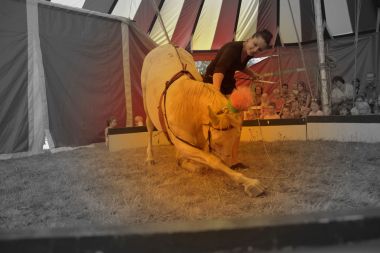 campsite dordogne circus Totoche