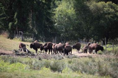 Miallet et ses bisons