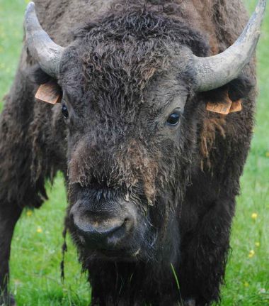 Bison du Périgord