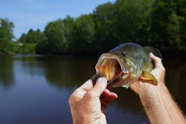 Free no-kill fishing