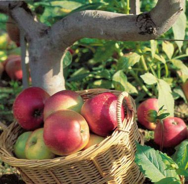 Les Pommes du Limousin