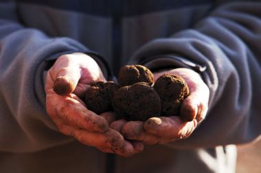 Le Diamant Noir du Périgord