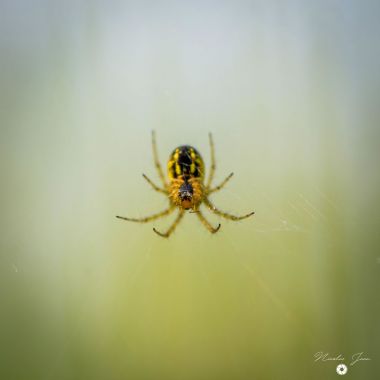 Cachée dans les herbes camping dordogne vakantie