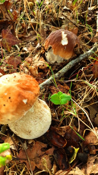 Cèpes champignons in herfst dordogne camping
