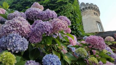 Hortensia au Château le Verdoyer