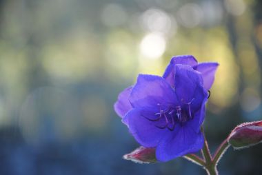 Zoveel mooie bloemen op het grondgebied