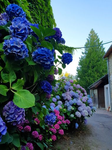 Hortensias d'été fleurs camping vacances