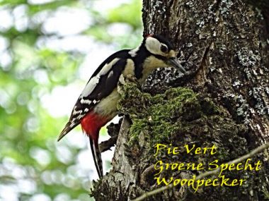 Pic Vert Groene Specht Woodpecker