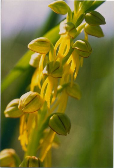 Orchis anthropohora : Hangende man