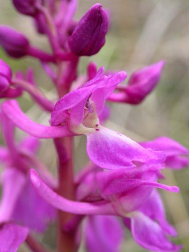 Orchis Mascula