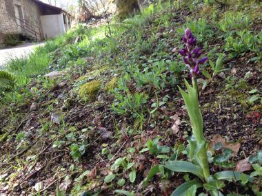 Orchis Mascula