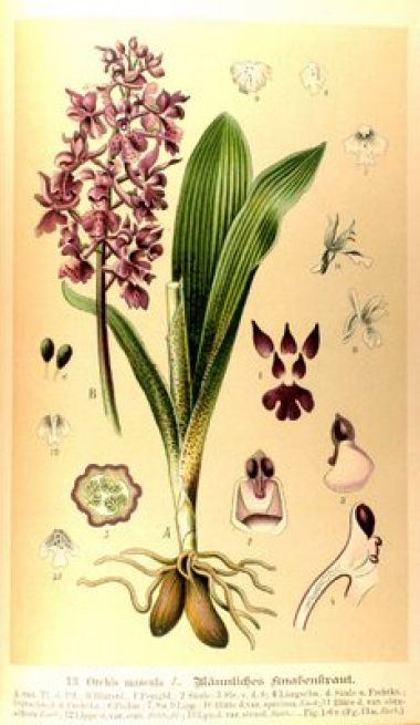 Orchis Mascula