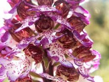 Orchis Purpurea