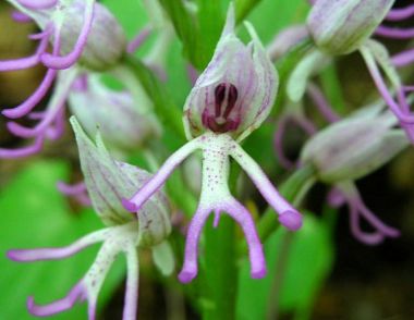 Orchis Simia