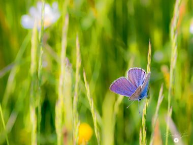 le visiteur de l'été