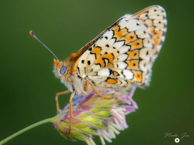 Papillon aux milles couleurs Nature camping