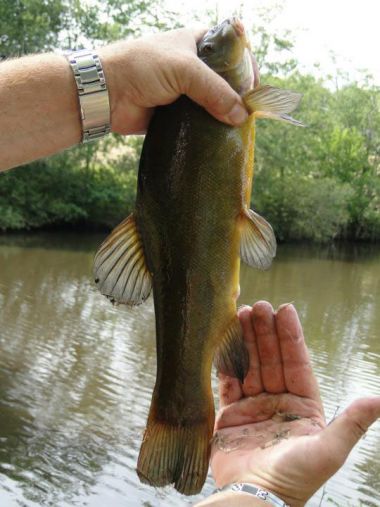  dordogne étang pêche camping poisson