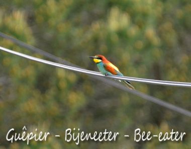 Guêpier - Bee-eater - Bijeneeter