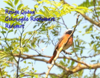 Rouge Queue - Redstart - Gekraagde Roodstaart