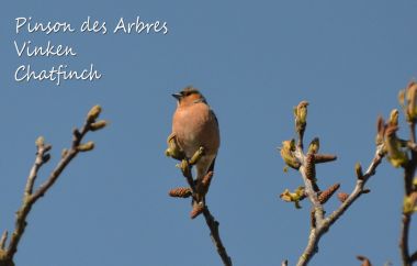 Pinson des Arbres - Vink - Chatfinch