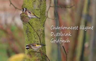 Chardonneret élégant - Distelvink - Goldfinch