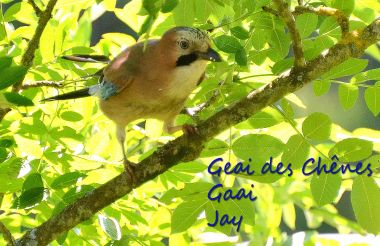 Geai des Chênes - Gaai - Jay