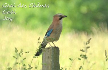 Geai des Chênes - Gaai - Jay