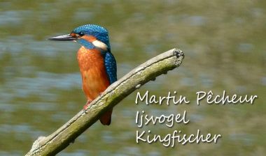 Martin Pêcheur - Ijsvogel - Kingfischer