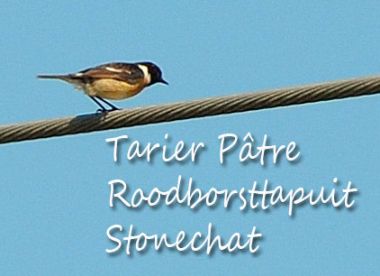 Tarier Pâtre - Roodborsttapuit - Stonechat