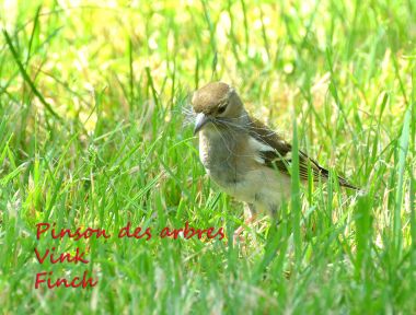 Pinson des Arbres - Vink - Chatfinch