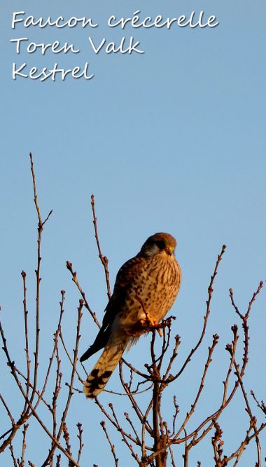 Faucon Crécerelle - Toren Valk - Kestrel