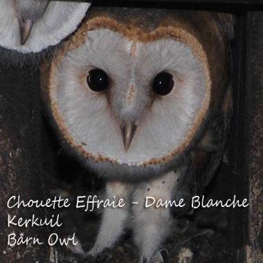 Chouette Effraie / Dame Blanche - Kerkuil - Barn Owl