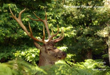 Het majestueuze hert in Limousine bossen