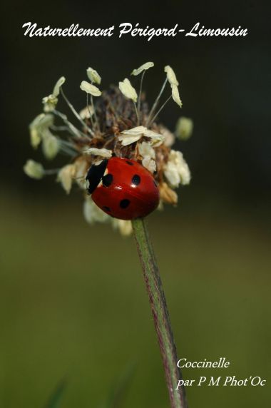 Mais quel âge a la Coccinelle