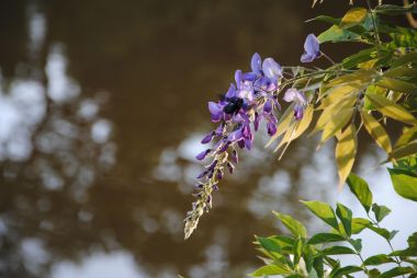 La glycine sur les étangs