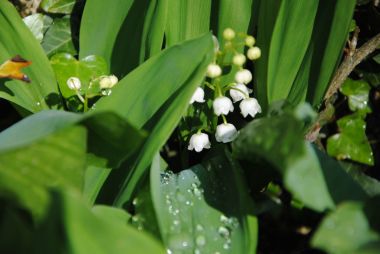 Lily of the valley in May nature campsite dordogne
