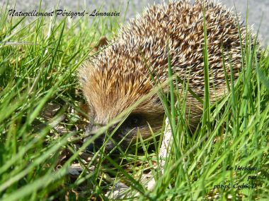 Pique pique... camping dordogne zomer natuur