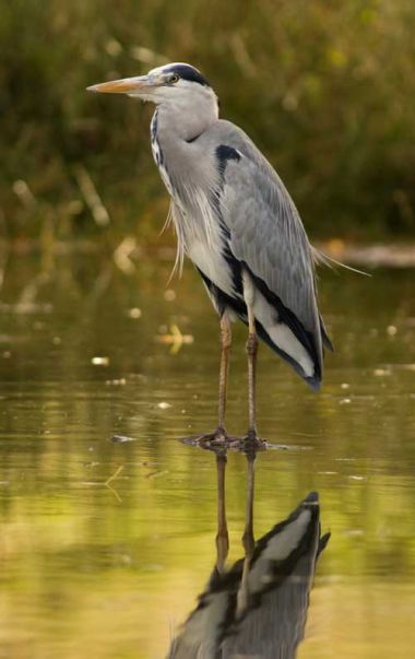 Een statige reiger kijkt naar de vijvers