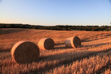 When comes the harvest! campsite dordogne holiday