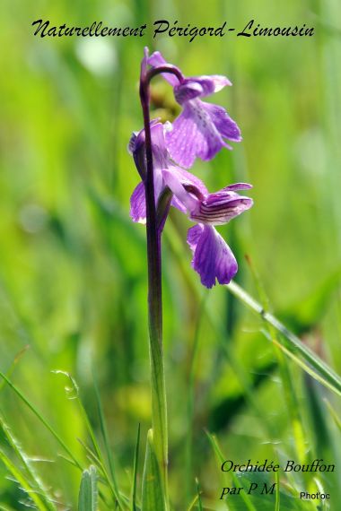 Wilde orchideeën in de Dordogne