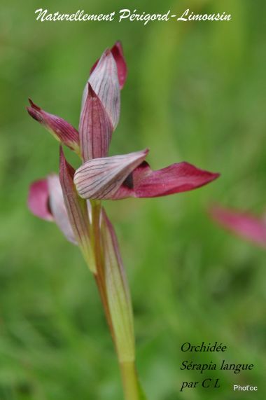 La Dordogne et les Orchidées sauvages