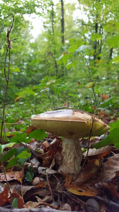 Le fameux Cèpe du Périgord