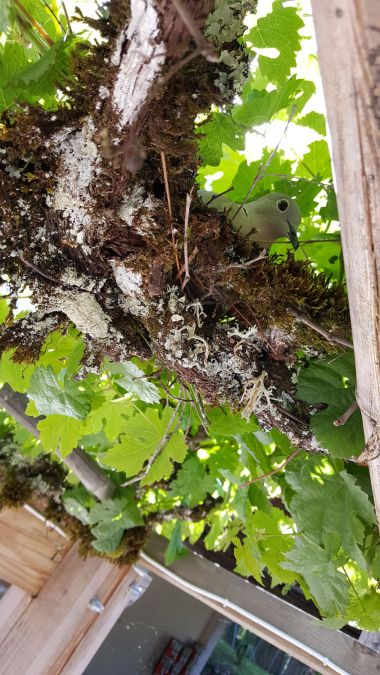 the Turtledove is nesting! dordogne campsite