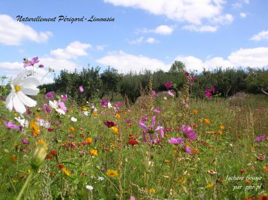 Summer flowers nature campsite