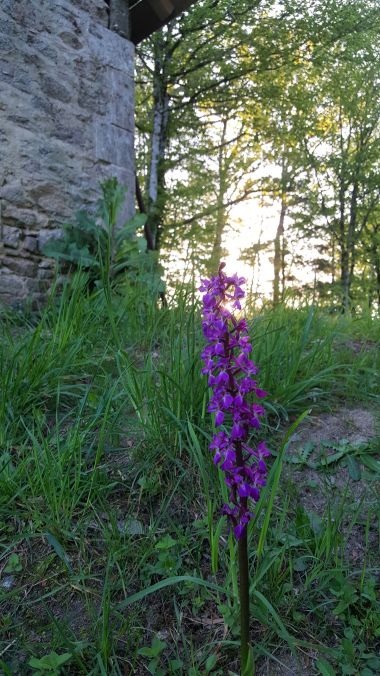 Wild orchids Perigord