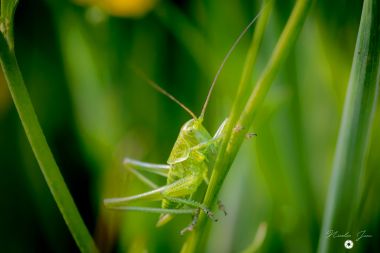 Sauterelles, en vert