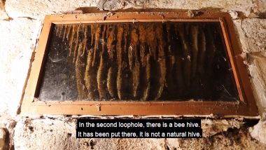bees in the loophole