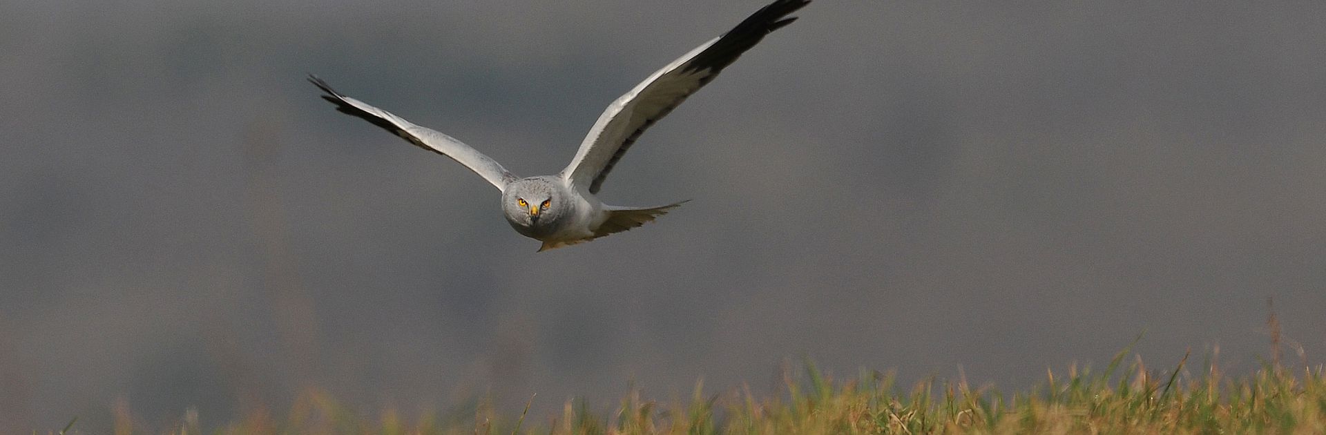 Oiseaux du Parc Naturel Régional Périgord Limousin