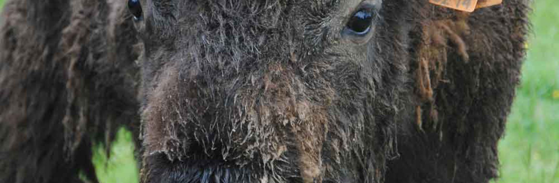 Bison du Périgord